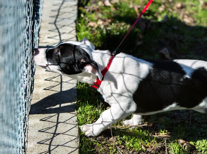 puppy behind chainlink fence